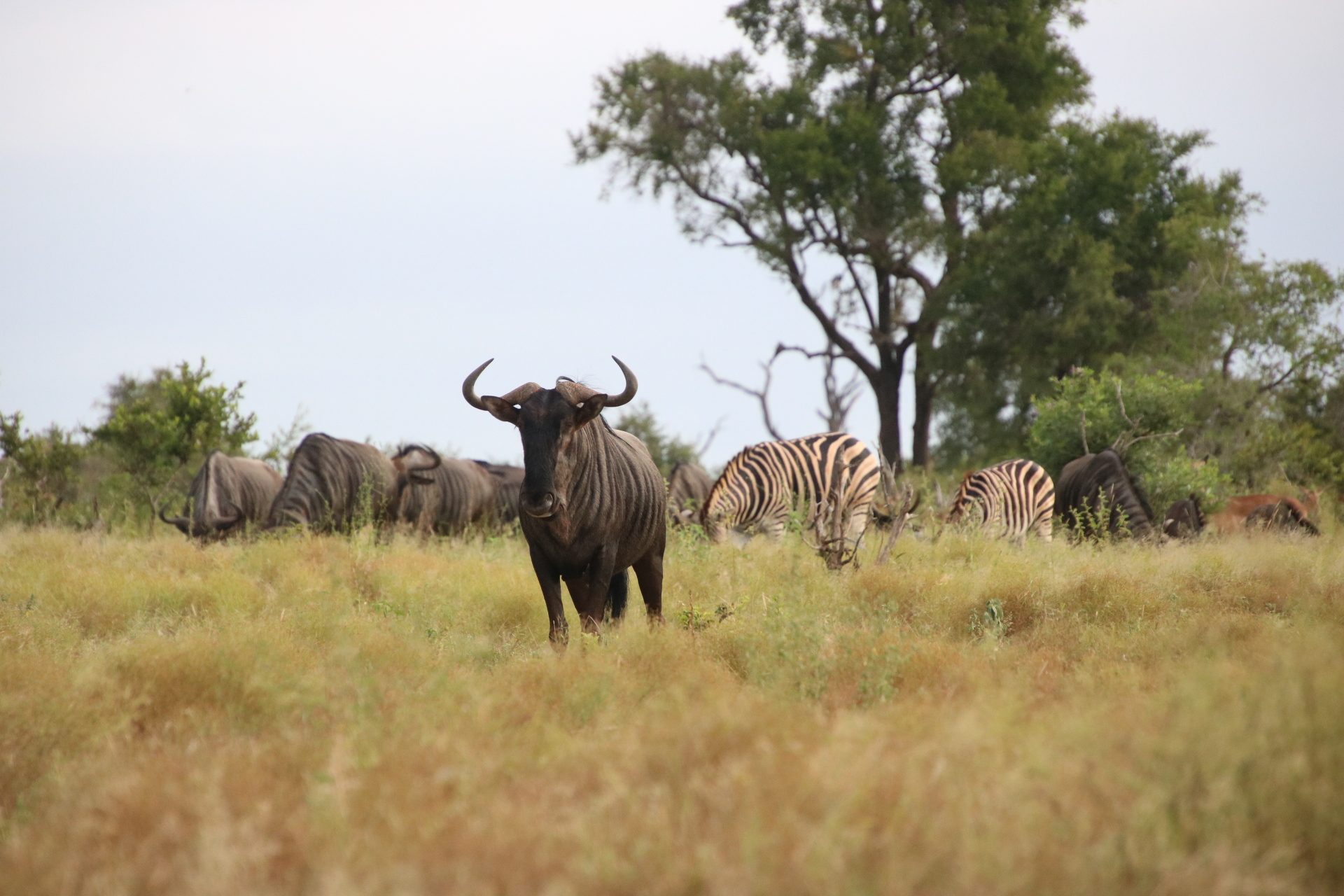 Open safari vehicle ready for a game drive
