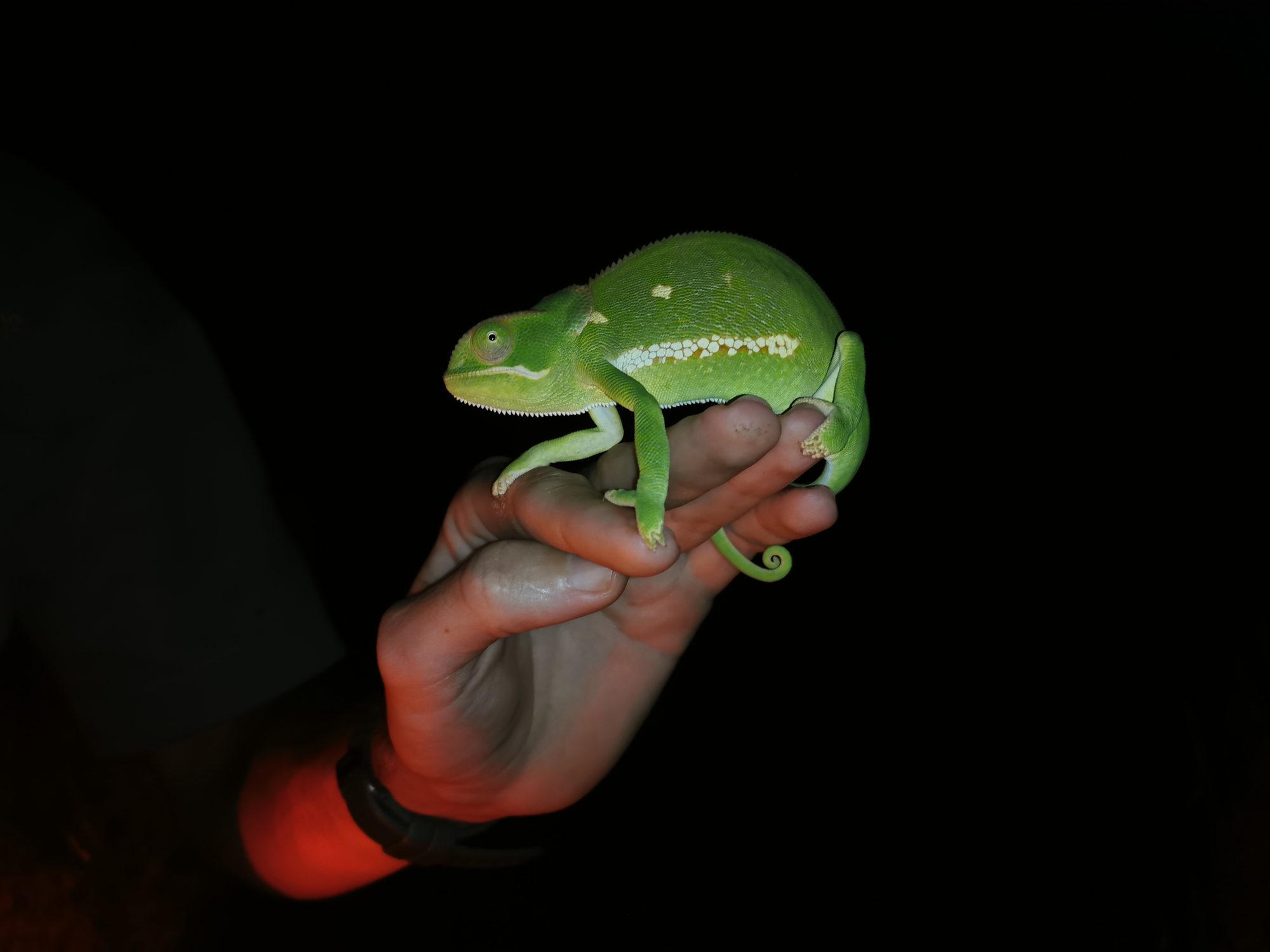 A foam-nest frog spotted at night near the lodge