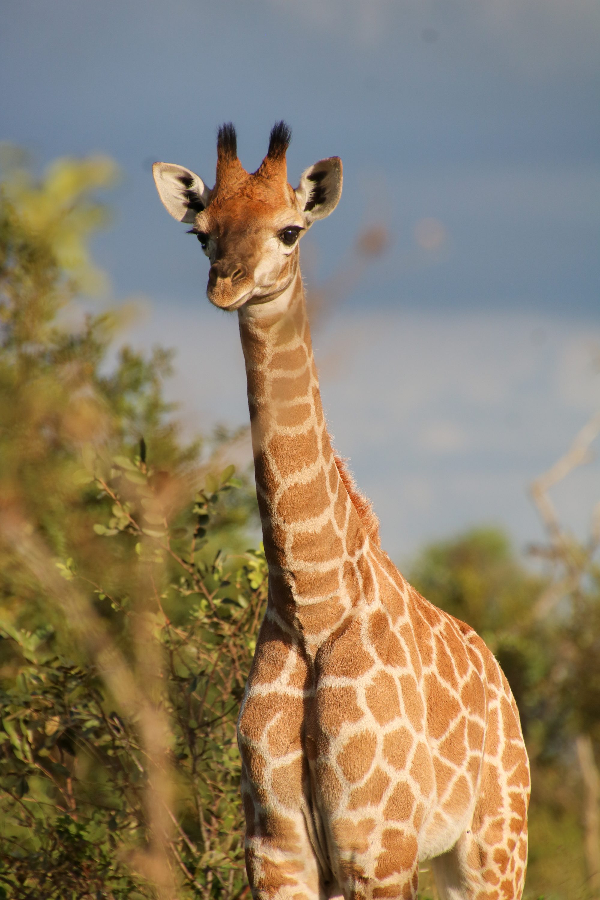 Baby giraffe portrait