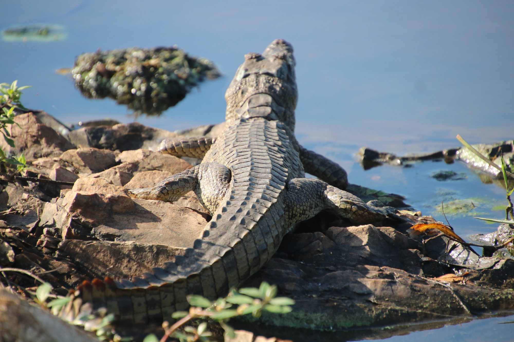 Crocodile basking at the river's edge