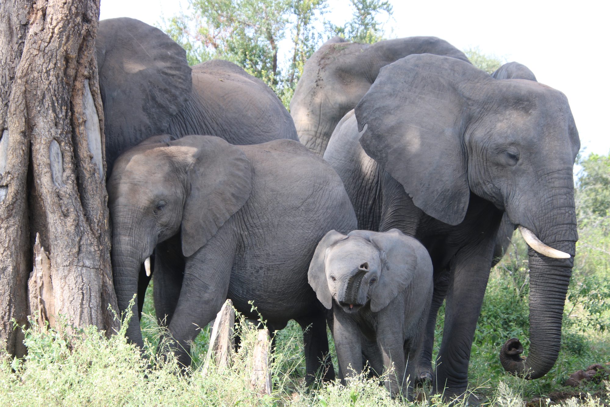 Elephant family with calves beneath a marula tree
