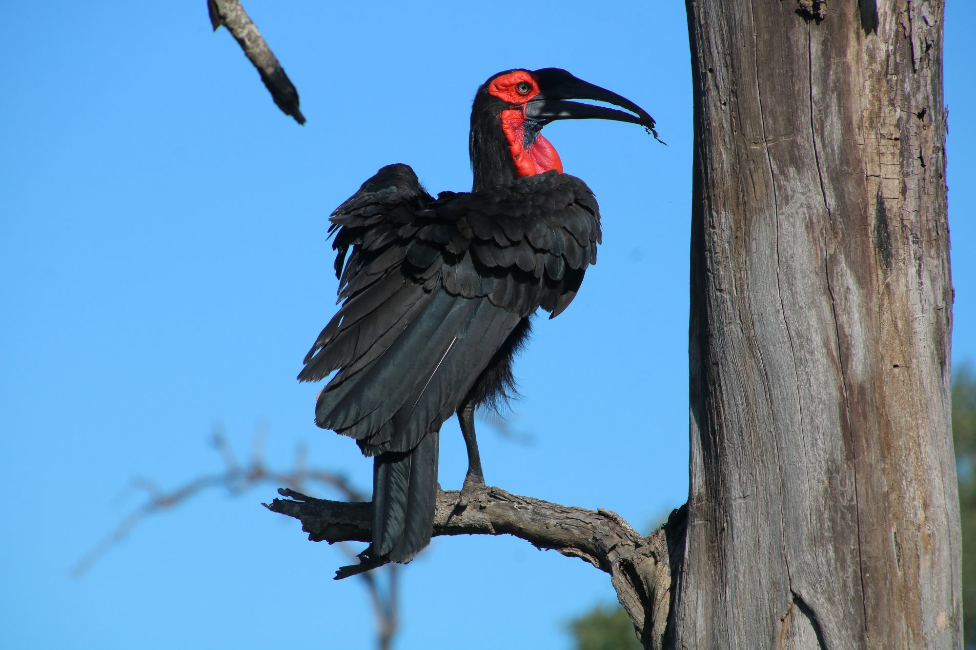 Southern Ground Hornbill perched against blue sky