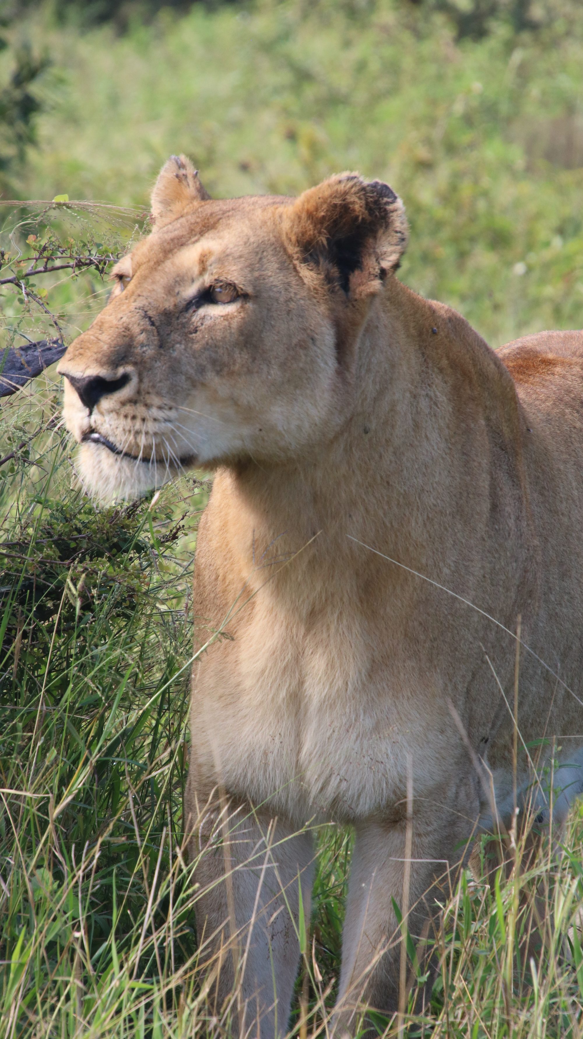 Lioness portrait in golden grass