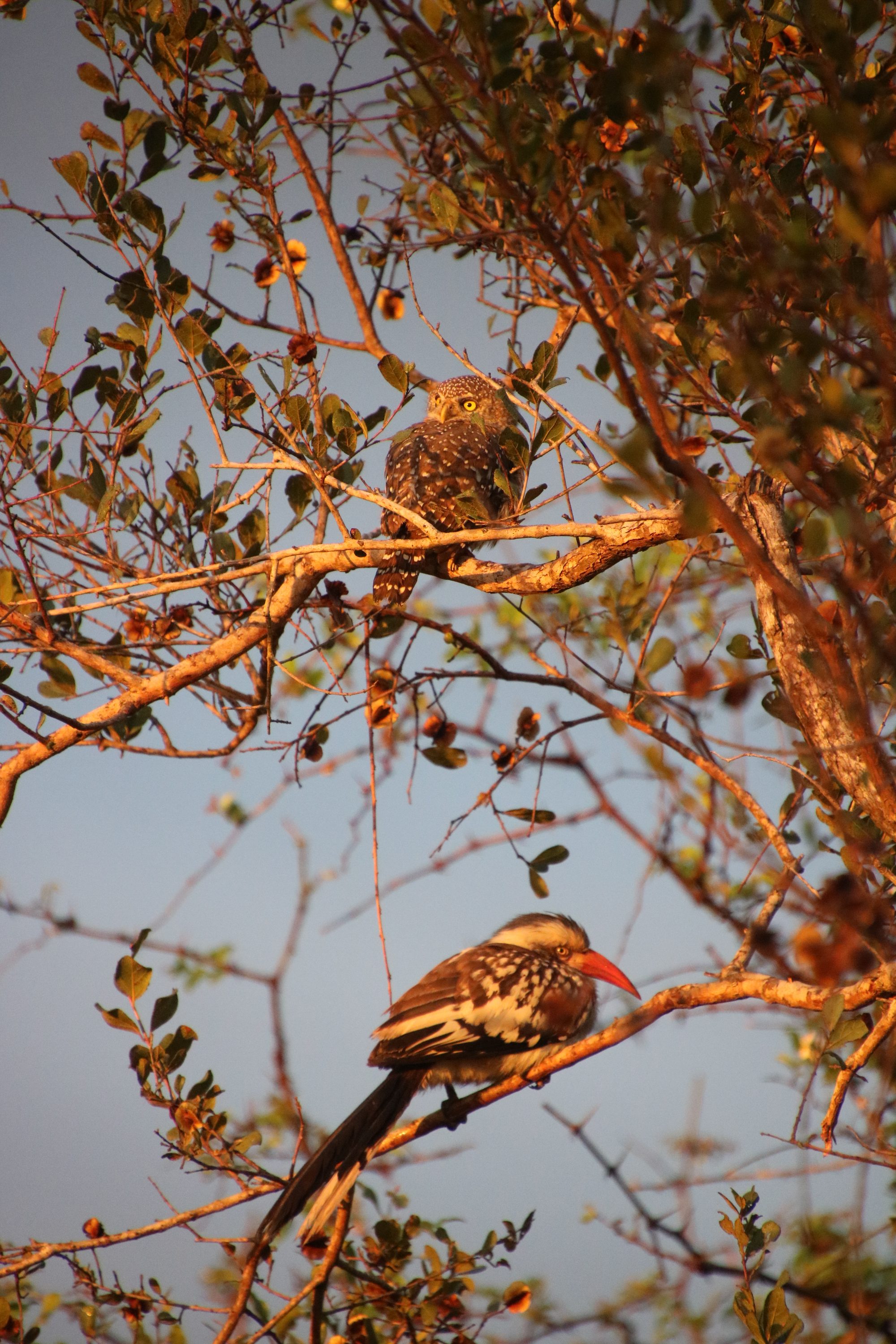 Leopard resting in a marula tree