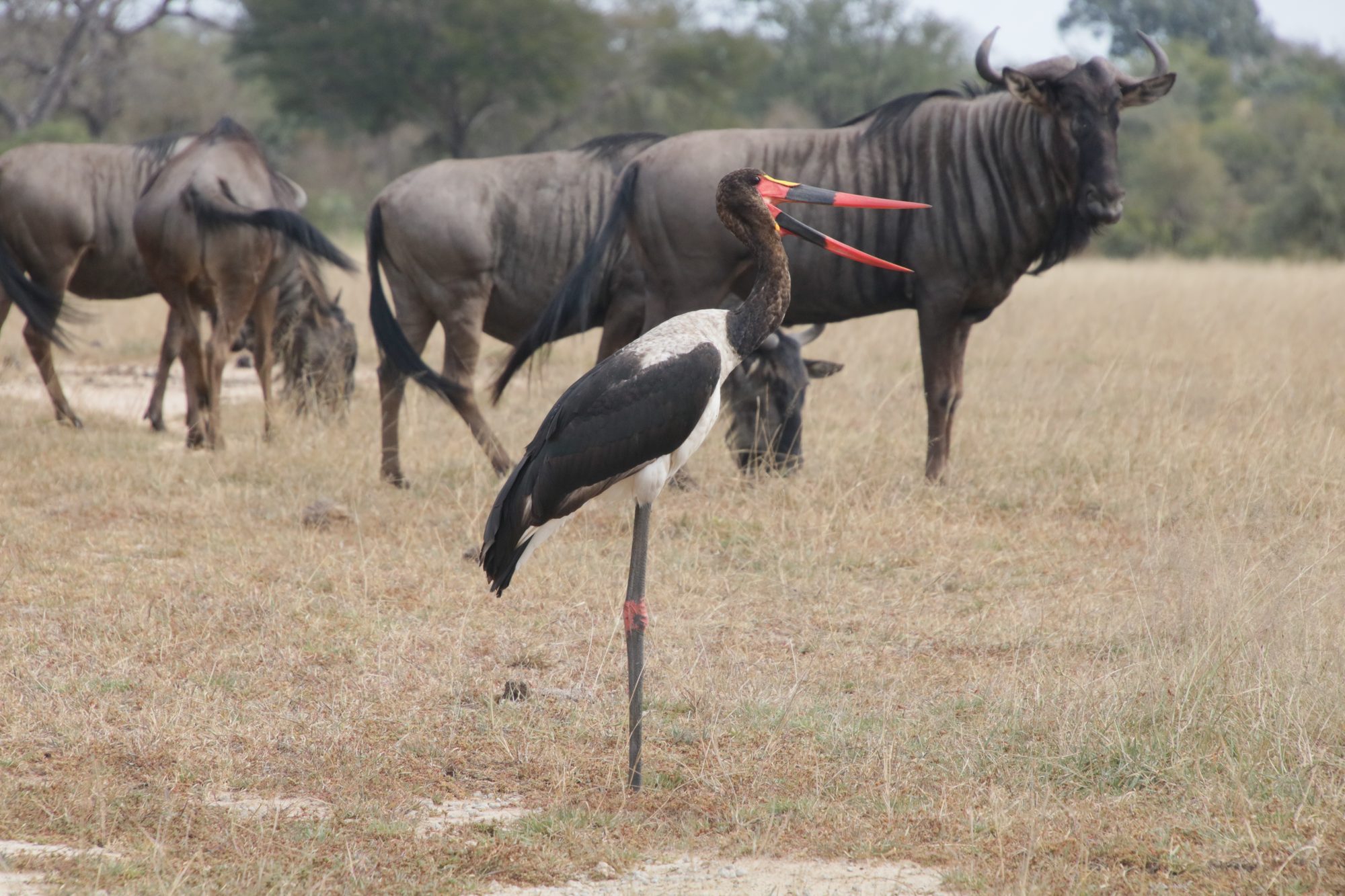 A saddle-billed stork with a wildebeest in the bushveld